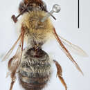 Image of Megachile nigriventris Schenck 1870