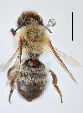 Image of black-brushed leafcutter bee