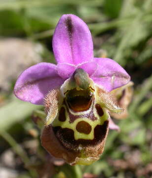 Image of Ophrys fuciflora subsp. fuciflora