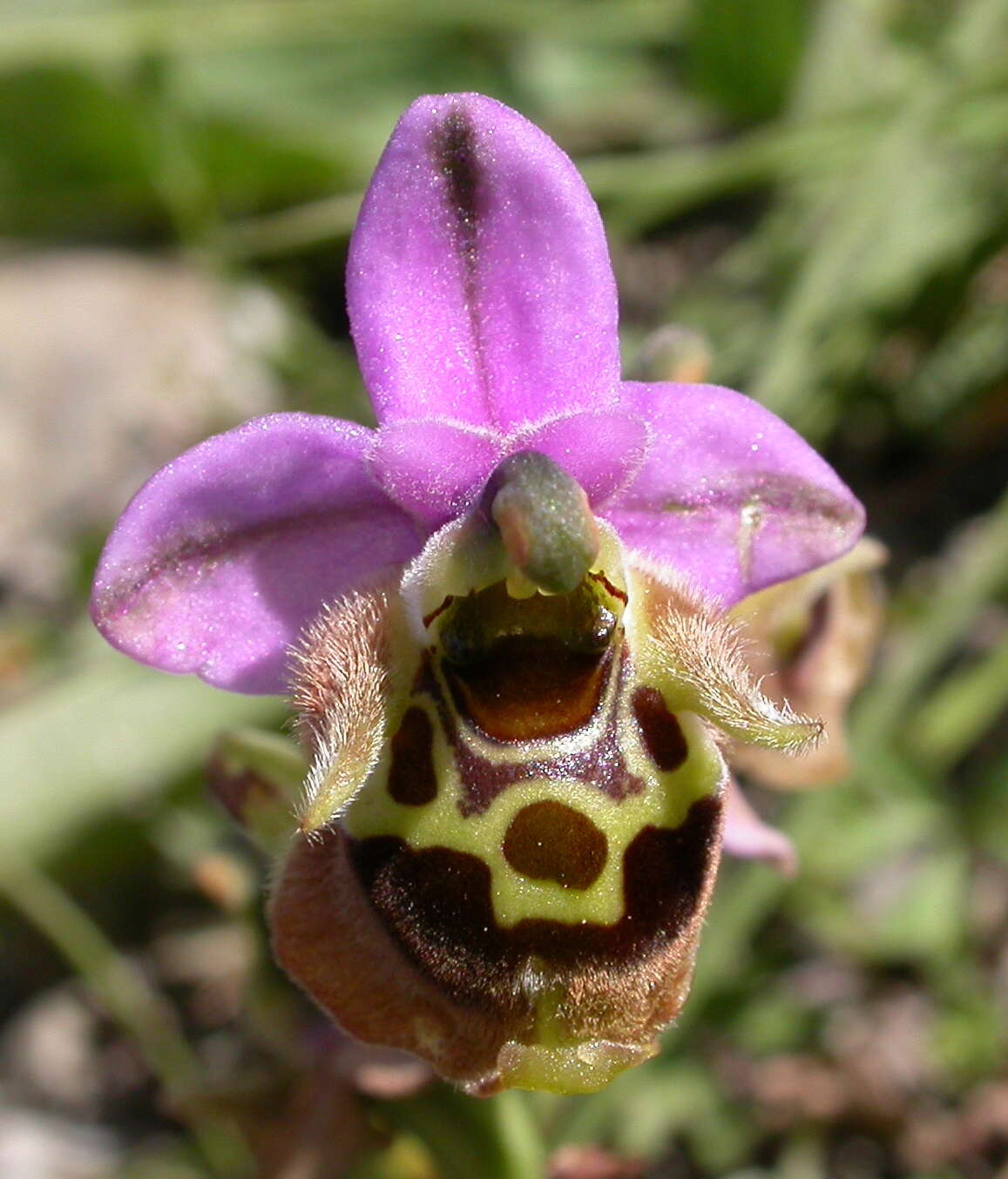 Image de Ophrys fuciflora subsp. fuciflora