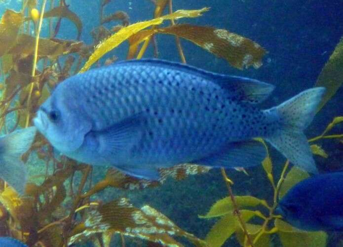 Image of Blacksmith Chromis