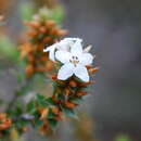 Image of Epacris limbata K. J. Williams & F. Duncan