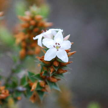 Imagem de Epacris limbata K. J. Williams & F. Duncan