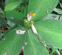 Image of Costus pictus D. Don