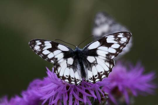 Image of Melanargia