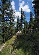 Image of spruce