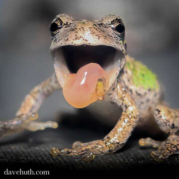 Image of Gray Treefrog