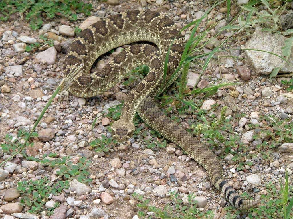 Image of Mohave Rattlesnake