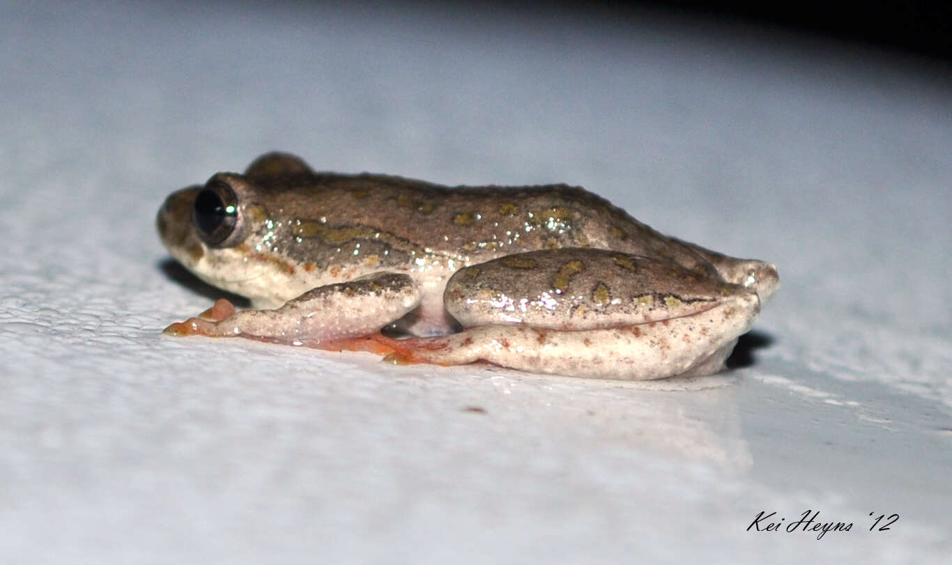 Image of African tree frogs