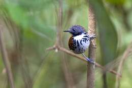 Image of Spotted Antbird