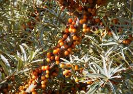 Imagem de Hippophae rhamnoides L.