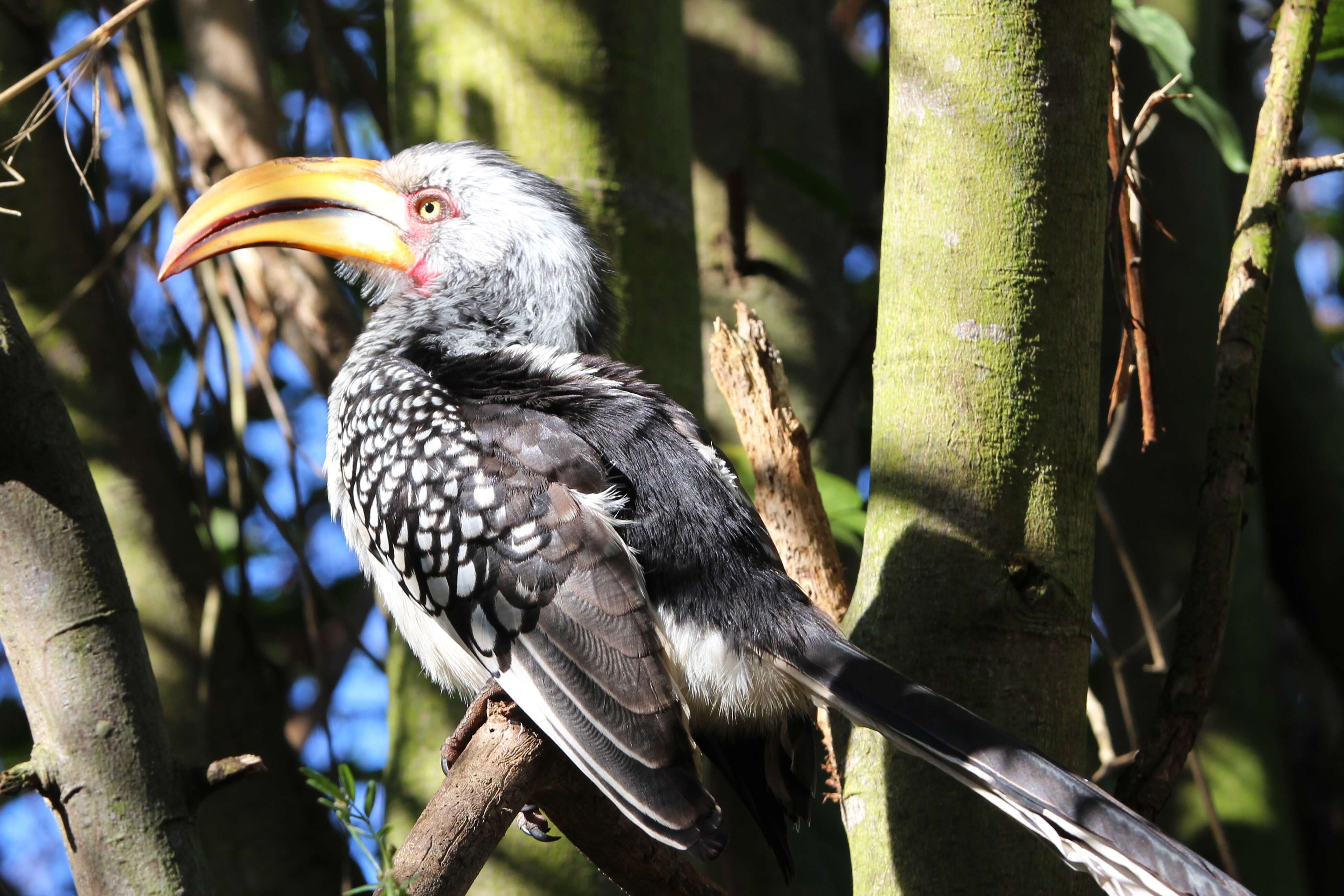 Image of Southern Yellow-billed Hornbill