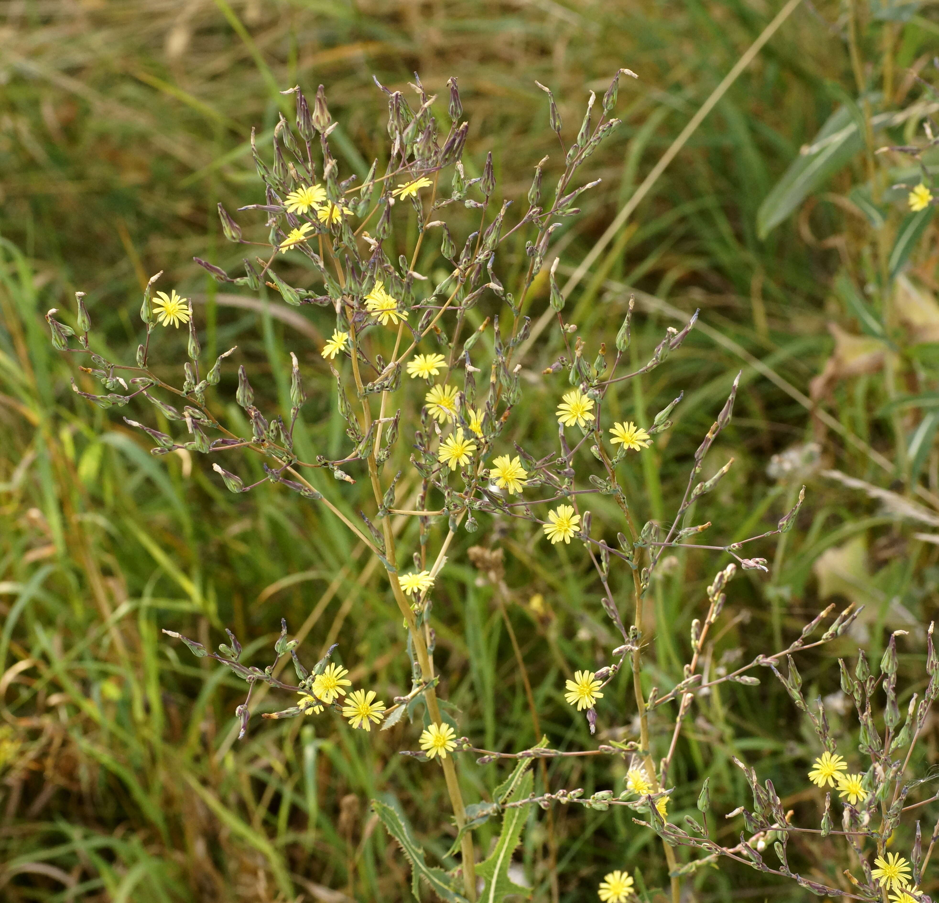 Image of prickly lettuce