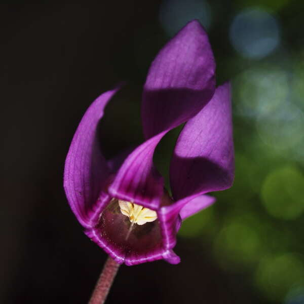 Image of cyclamen