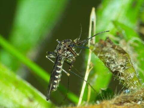 Image of Culiseta incidens (Thomson 1869)