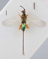 Image of torymid wasps