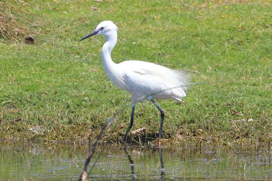 Image of Egretta garzetta garzetta (Linnaeus 1766)