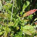 Image of Antarctic hard-fern