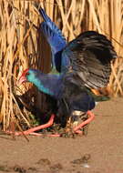 Image de Poule sultane