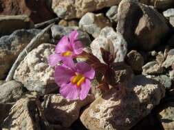 Image of annual redspot monkeyflower