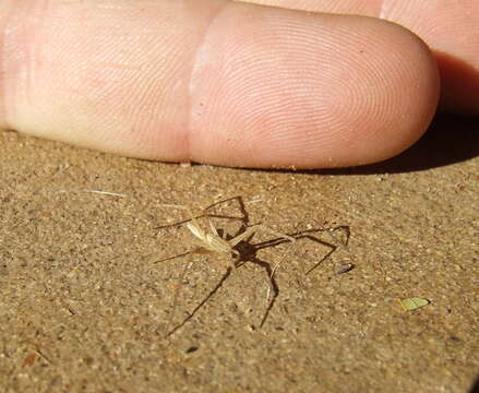 Image of philodromid crab spiders