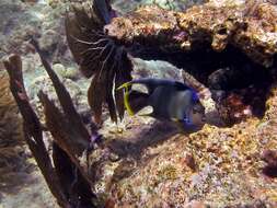 Image of Angelfishes