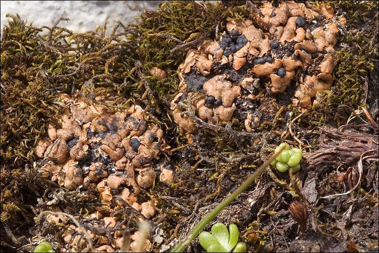 Image of fishscale lichen