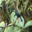 Image of Black Solitaire