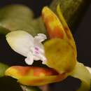 Image of Trichoglottis orchidea (J. Koenig) Garay