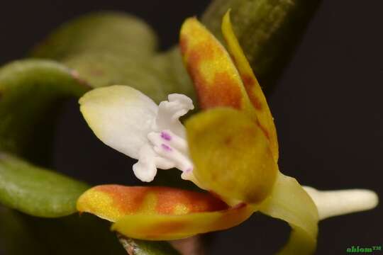Image of Cherub orchids