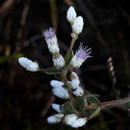 Image of Chromolaena horminoides DC.