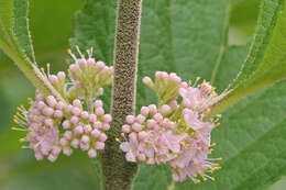 Image of Callicarpa