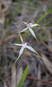 Image de Caladenia saggicola D. L. Jones