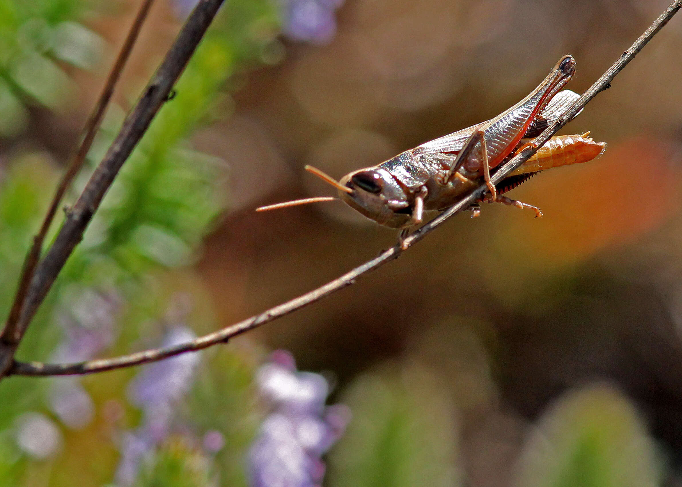 Image of Amblytropidia