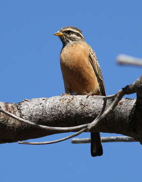 Image of Cinnamon-breasted Bunting