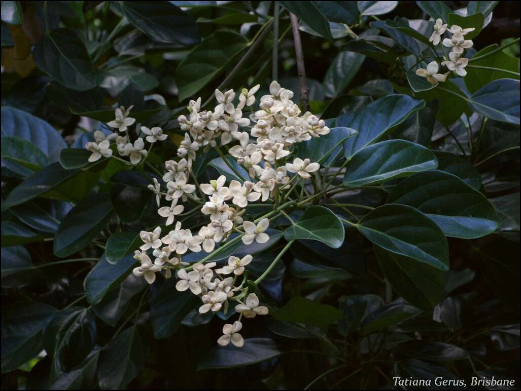 Image of propeller tree family