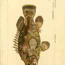 Image of Atlantic Wreckfish