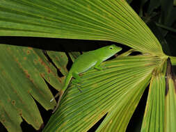 Imagem de Anolis biporcatus (Wiegmann 1834)