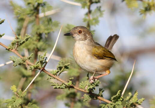 Image of Bleating Bush Warbler