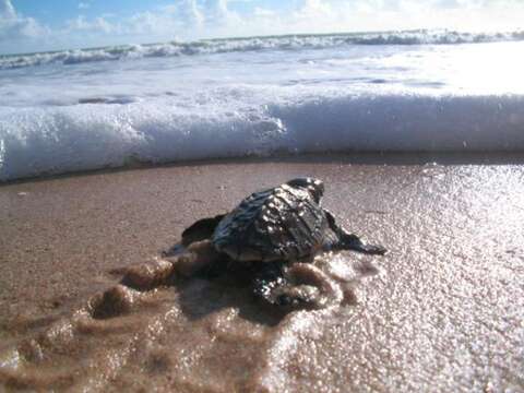 Image of Caretta