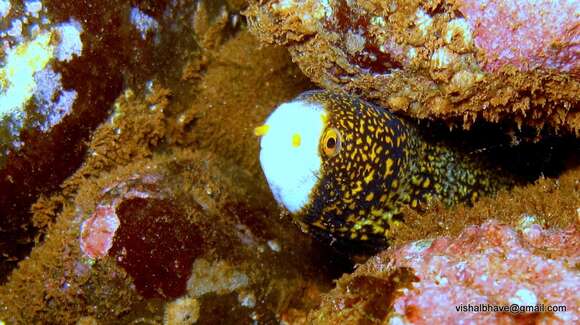 Image of Snowflake moray