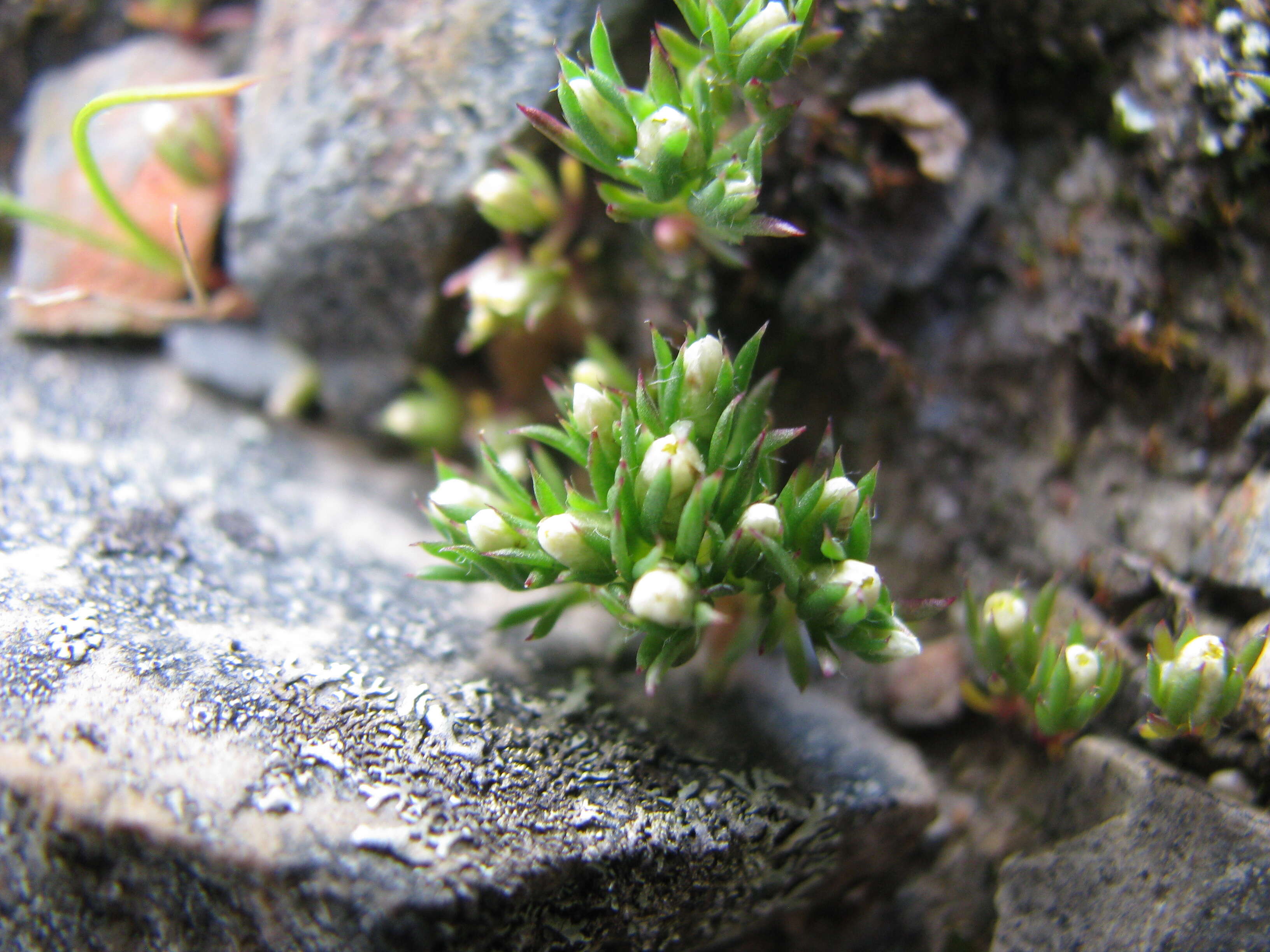 Image of Hyalosperma demissum (A. Gray) P. G. Wilson