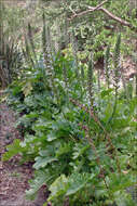 Image of acanthus