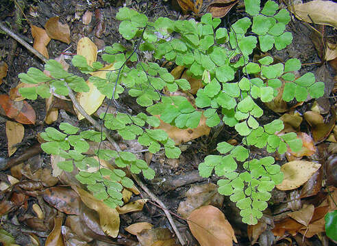 Image of Adiantum chilense Kaulf.