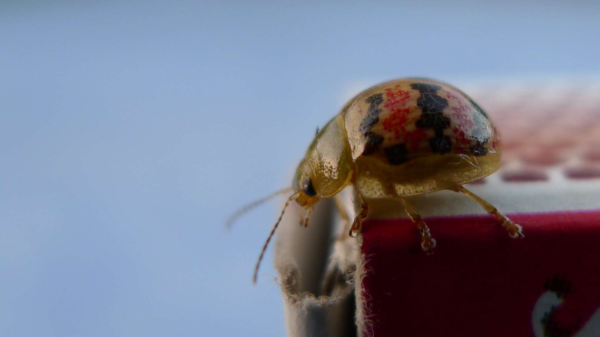 Image of leaf beetles