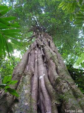 Image de Aspidosperma discolor A. DC.