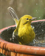 Image of Pine Warbler