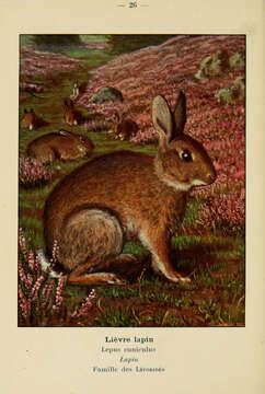 Image of Oryctolagus cuniculus cuniculus (Linnaeus 1758)