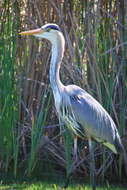 Image of Ardea Linnaeus 1758