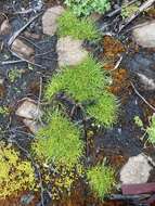 Image of Gray Bog Sedge